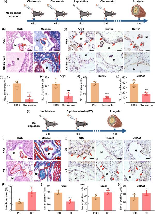 Anti-CD3 epsilon/CD3E Antibody Picoband