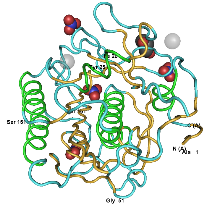 PROTEINASE K-1G